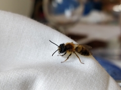 Andrena