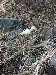 Sciurus carolinensis