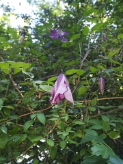 Clematis viticella