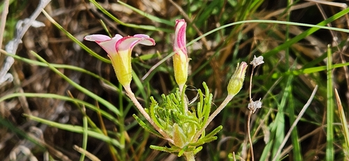 Foto de Trevo-de-quatro-folhas