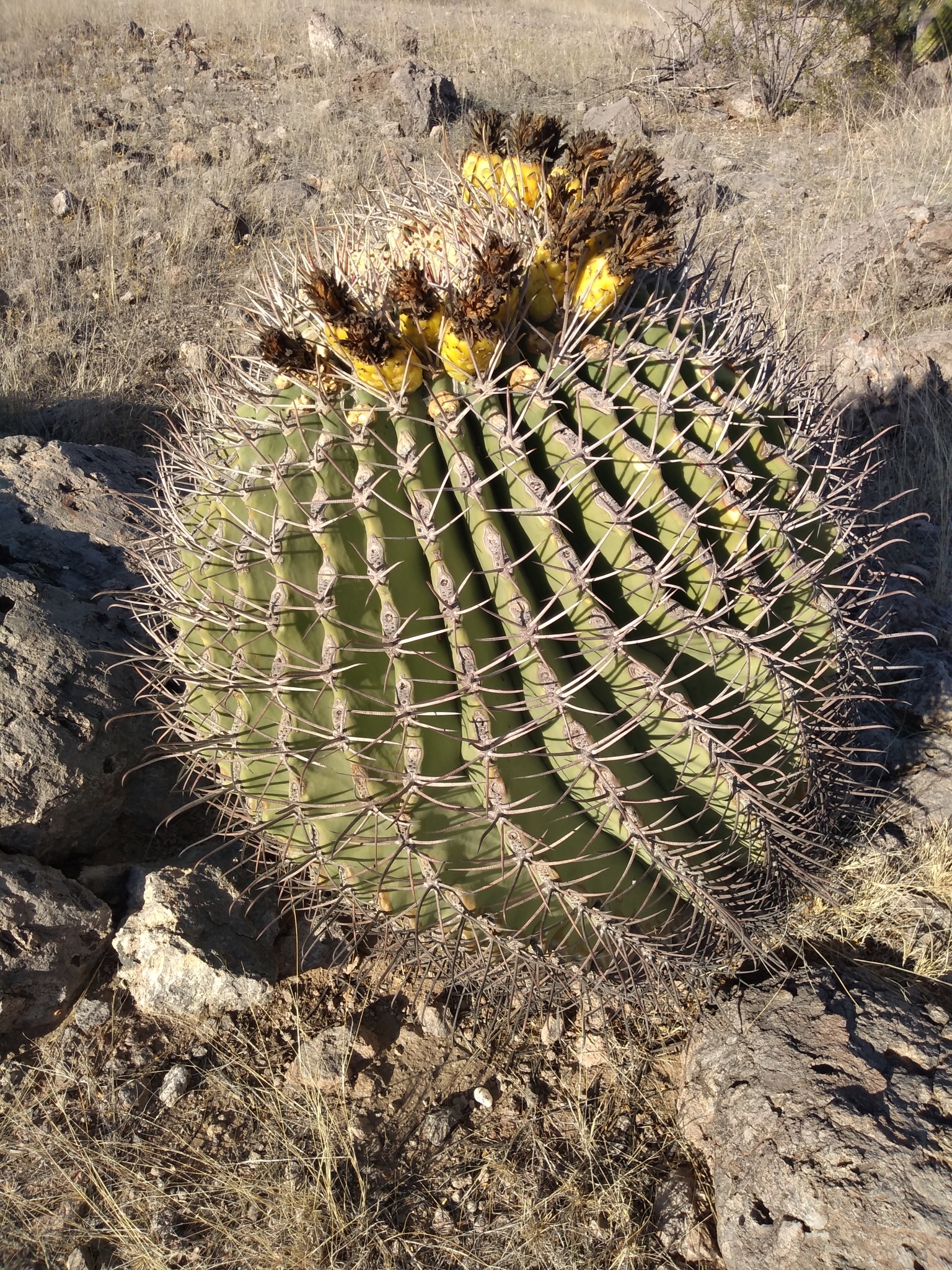 Ferocactus emoryi ssp. emoryi