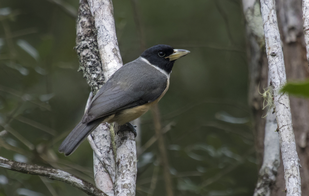 Lafresnaye's Vanga (Xenopirostris xenopirostris) photo