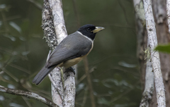 Lafresnaye's Vanga photo 1