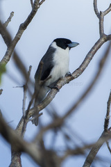 Lafresnaye's Vanga photo 2