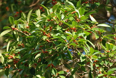 Ficus prolixa