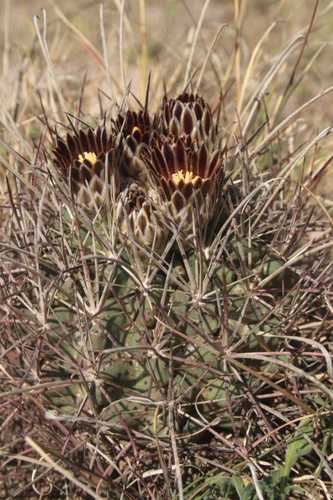 Chihuahuan fishhook cactus