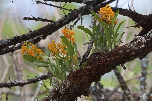 Polystachya epiphytica