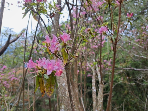 Rhododendron breviperulatum, photograph 4
