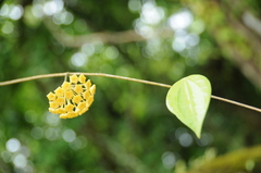 Hoya