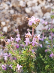 Satureja thymbra