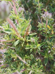 Satureja thymbra