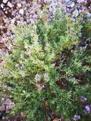 Satureja thymbra
