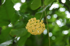 Hoya