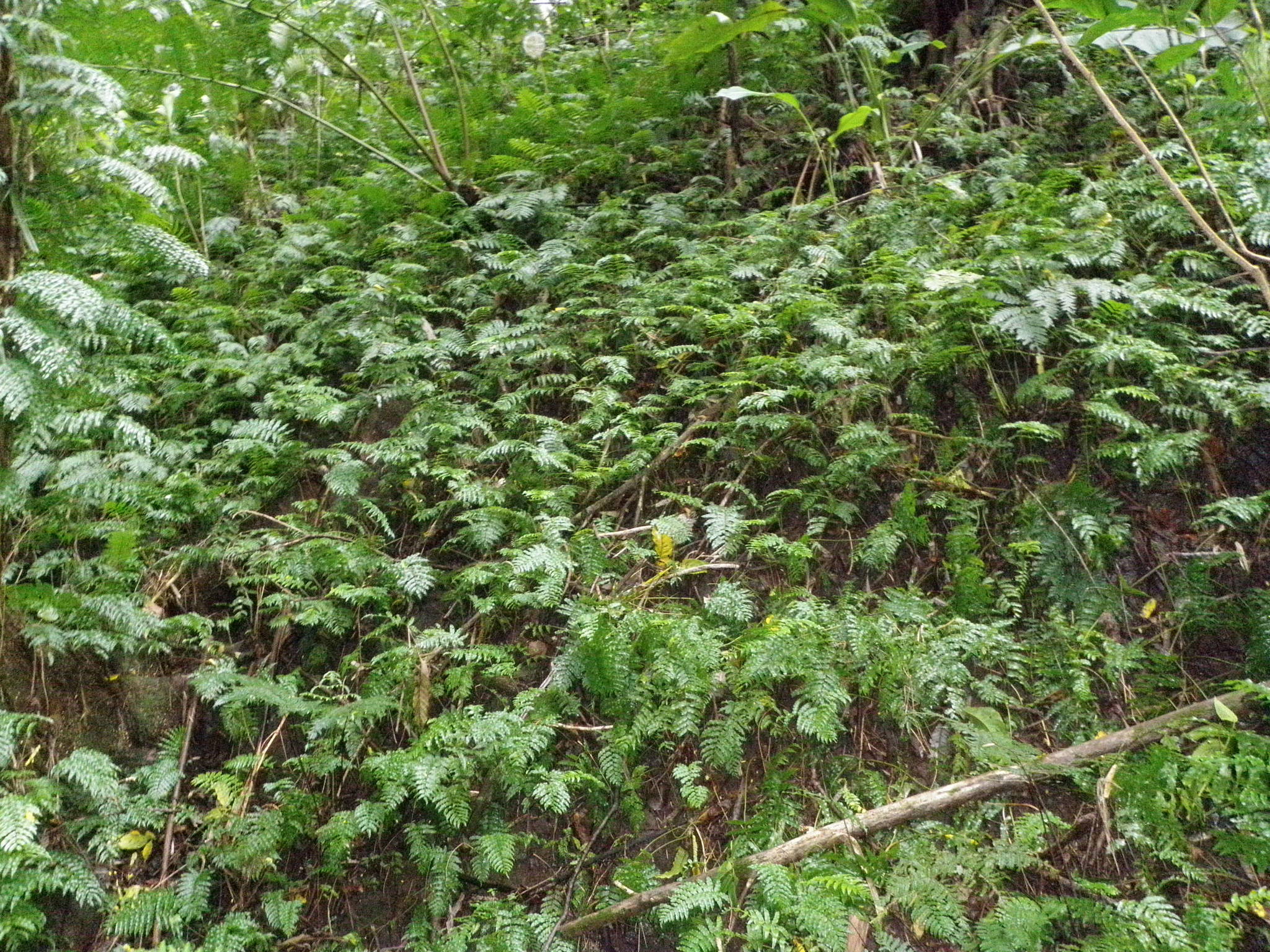Lomagramma