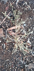 Atriplex semibaccata