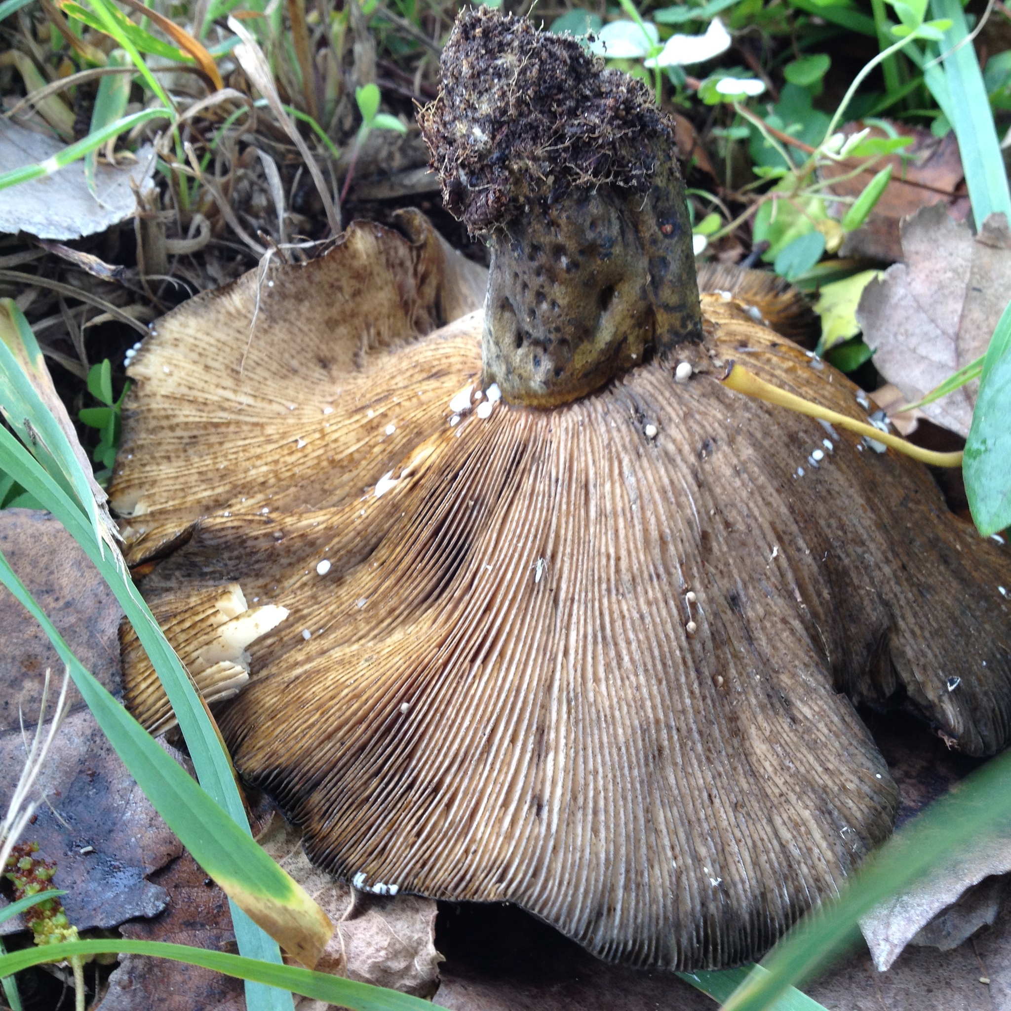 Lactarius turpis image