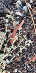 Atriplex semibaccata