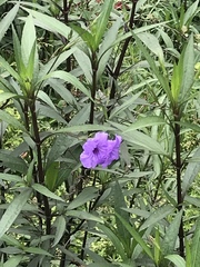 Ruellia simplex
