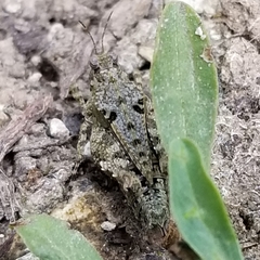 Paratettix mexicanus