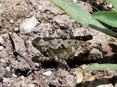 Paratettix mexicanus