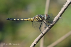 Brachydiplax sobrina