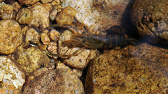 Macrobrachium koreana