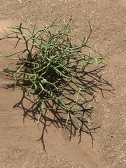 Angiospermae
