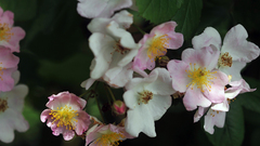 Rosa multiflora