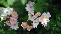 Rosa multiflora