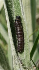 Muschampia proto