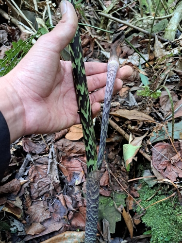 Image of Arisaema taiwanense by (c) vrxz, some rights reserved (CC BY-SA)