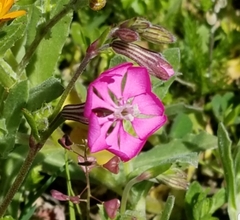 Silene colorata