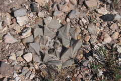 Ariocarpus retusus retusus