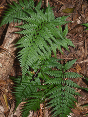 Polystichum neozelandicum neozelandicum