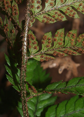 Polystichum neozelandicum neozelandicum