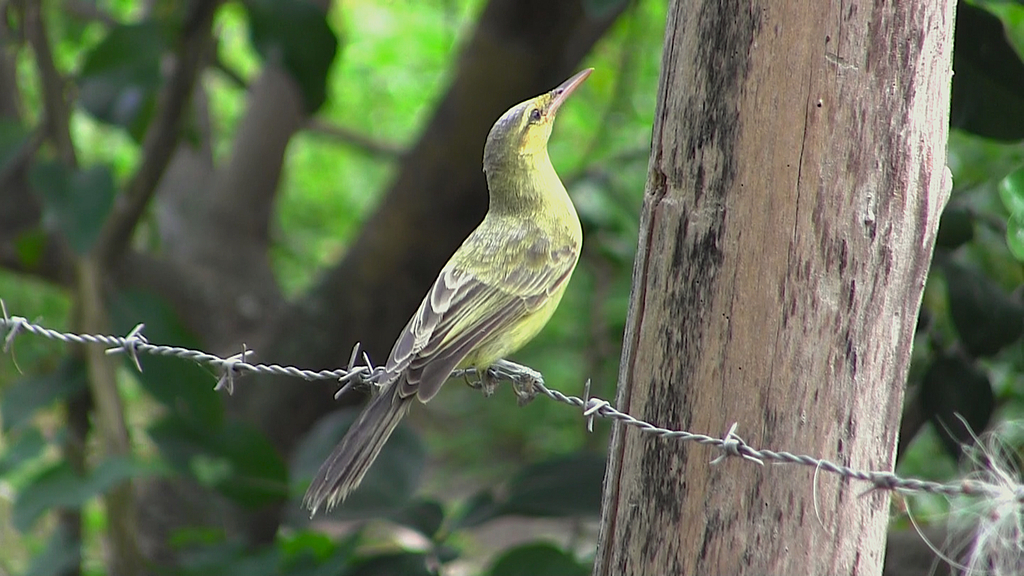 Northern Marquesan Reed-Warbler