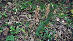 Cremastra appendiculata