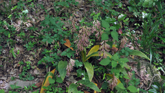 Cremastra appendiculata