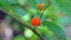 Rubus crataegifolius