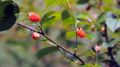 Rubus crataegifolius