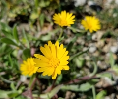 Heterotheca inuloides