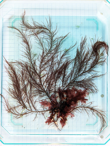 Cystoclonium purpureum observed 2024-04-12