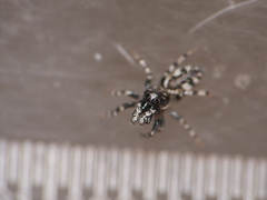 Salticus zebraneus