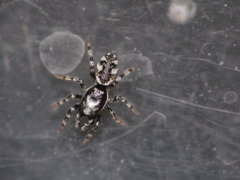 Salticus zebraneus