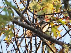Chrysococcyx lucidus lucidus