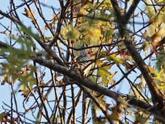 Chrysococcyx lucidus lucidus