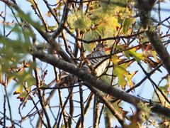 Chrysococcyx lucidus lucidus