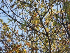 Chrysococcyx lucidus lucidus