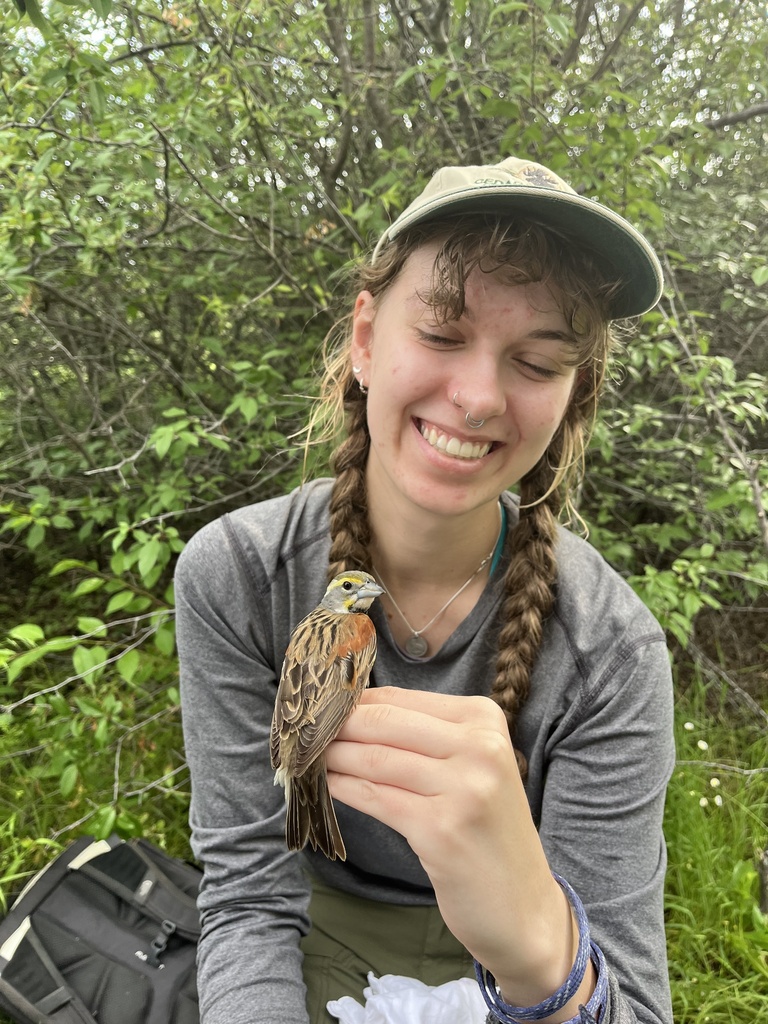 Dickcissel from Lewisville, TX, US on May 1, 2024 at 09:31 AM by ...