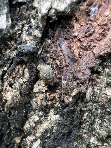 Neosuccinea lyrata observed 2024-05-02